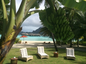 View from your villa with bananas and beach!
